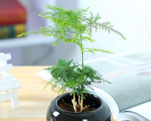 个性植物小盆栽有哪些？