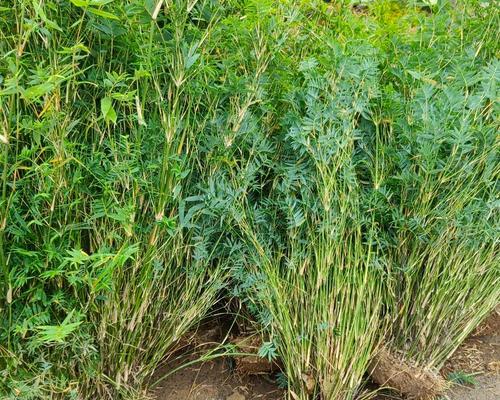 凤尾竹花卉的特点是什么？