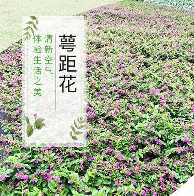 紫花满天星如何四季绽放？养护要点是什么？