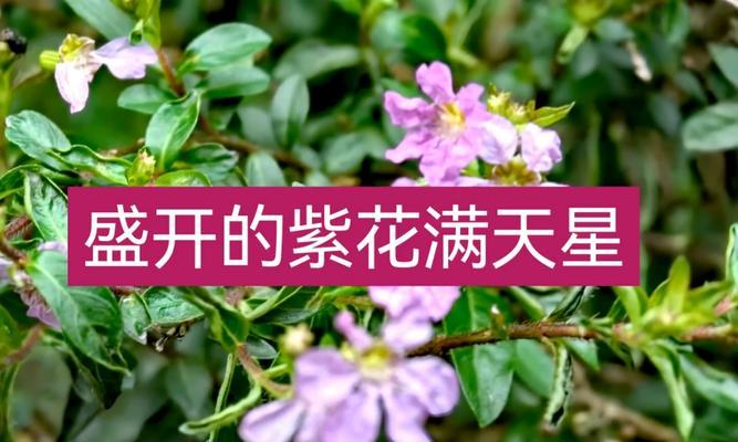 紫花满天星如何四季绽放？养护要点是什么？