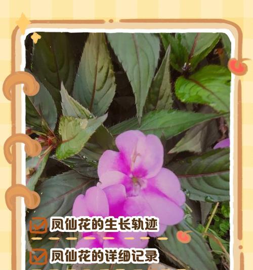 凤仙花种植方法有哪些？如何确保凤仙花顺利生长？