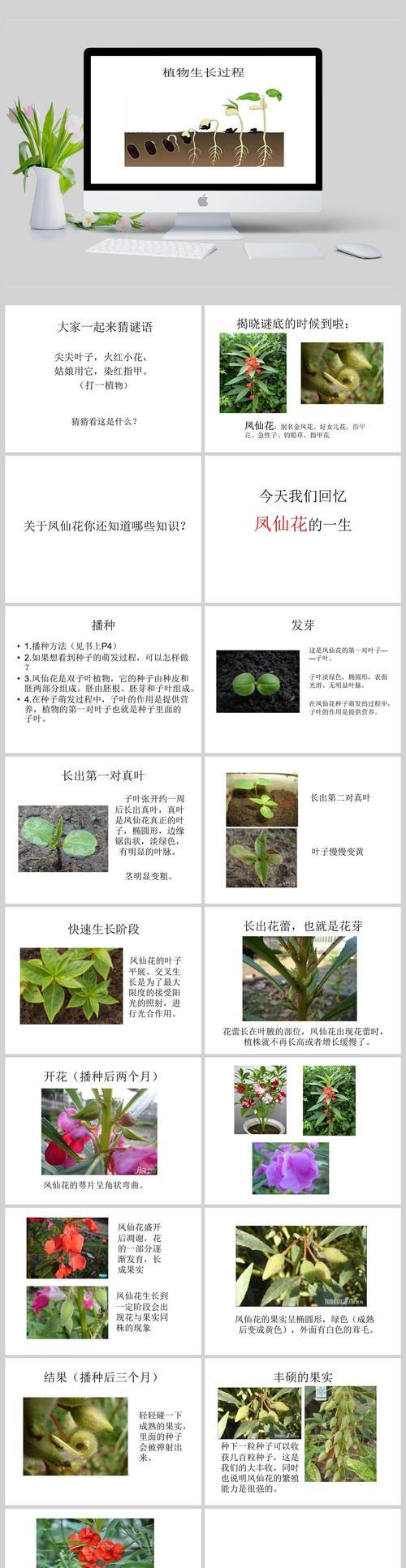 凤仙花种植方法有哪些？如何确保凤仙花顺利生长？
