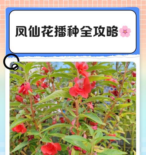 凤仙花种植方法有哪些？如何确保凤仙花顺利生长？