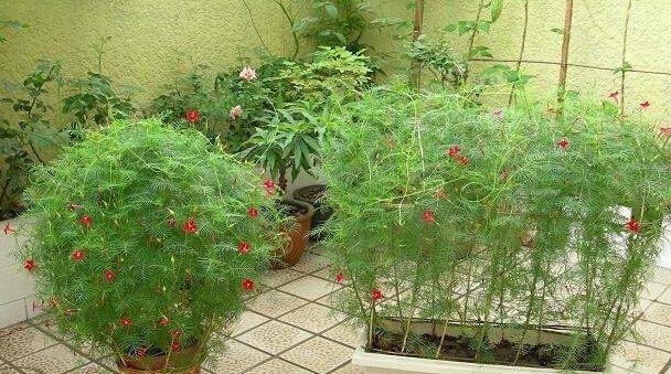 百日草种植需要注意什么？如何记录从播种到开花的全过程？