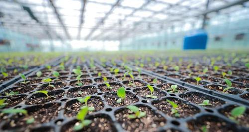 百日草种植需要注意什么？如何记录从播种到开花的全过程？
