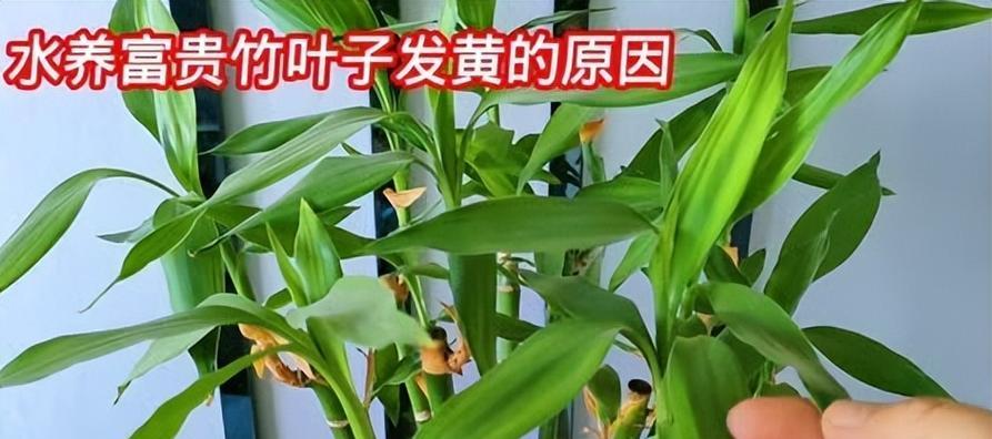 转运竹叶子发黄怎么办？有哪些补救措施？