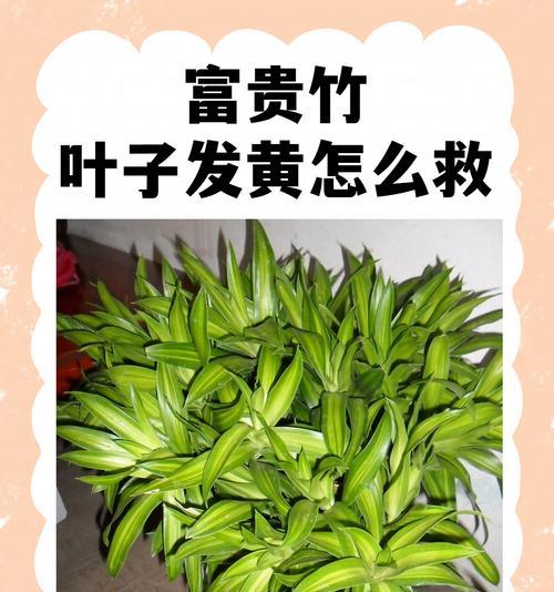 转运竹叶子发黄怎么办？有哪些补救措施？