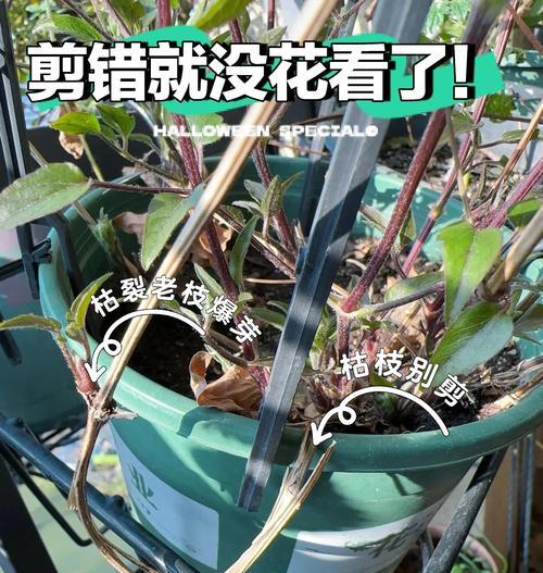 铁线莲小美人鱼如何养护？它的魅力体现在哪里？