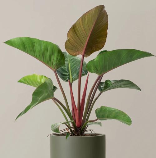 观叶植物有哪些？如何选择适合自己的观叶植物？