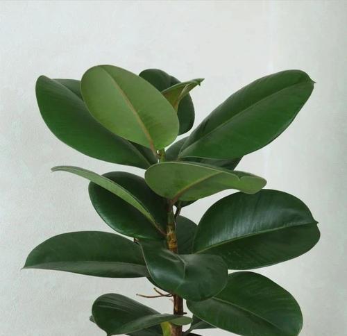 观叶植物有哪些？如何选择适合自己的观叶植物？