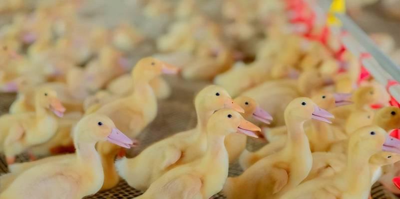 养殖鸭子的全面指南是什么？如何从选择到管理成功养殖鸭子？