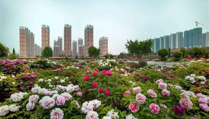 菏泽牡丹如何成为“富民之花”？种植规模与产业创新有何特点？