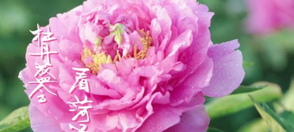 菏泽牡丹如何成为“富民之花”？种植规模与产业创新有何特点？