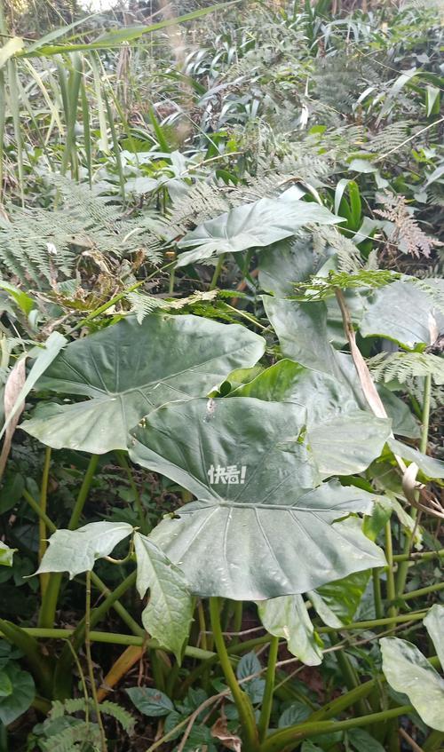 哪些植物的叶子比花更抢眼？如何养护这些植物？