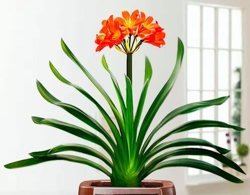 哪些植物的叶子比花更抢眼？如何养护这些植物？