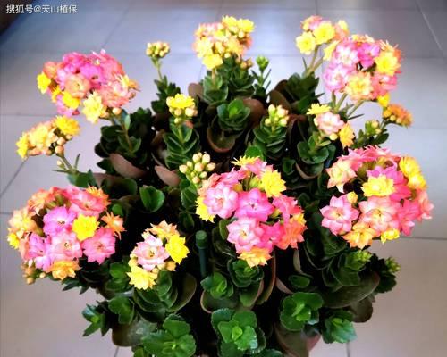 哪些低养护植物几乎全年开花？如何轻松养护这些植物？