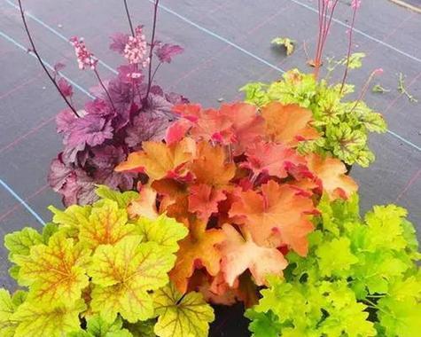 哪些低养护植物几乎全年开花？如何轻松养护这些植物？