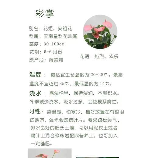 红掌如何养护？有哪些生长秘诀？