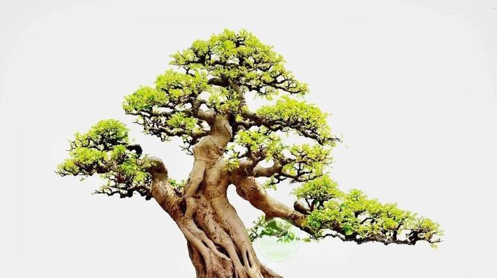 盆景榕树专题模板是什么？如何使用盆景榕树专题模板？