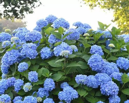 绣球花如何养护？无尽夏、佳澄与花手鞠有哪些特色？