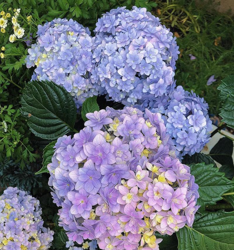 绣球花如何养护？无尽夏、佳澄与花手鞠有哪些特色？