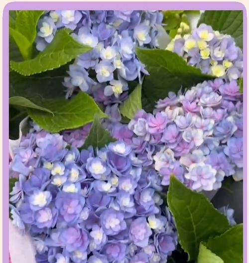 绣球花如何养护？无尽夏、佳澄与花手鞠有哪些特色？