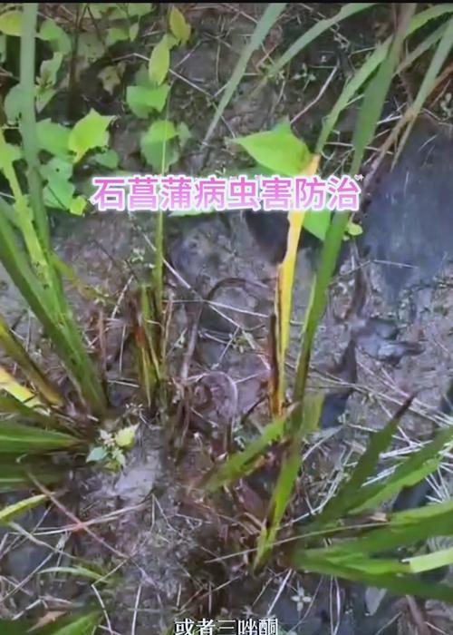 花卉常见病虫害有哪些？如何应对这些病虫害？