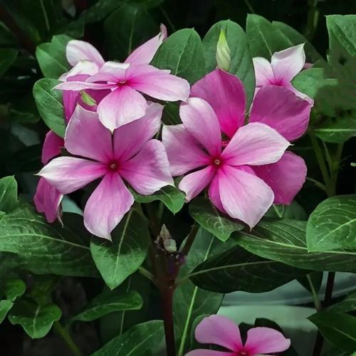 长春花有哪些特点？作为多年生植物有何优势？