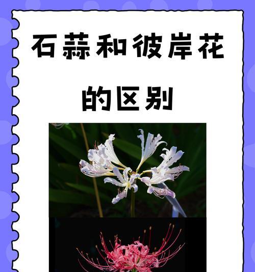 彼岸花有哪些魅力？为何被称为神秘之花？
