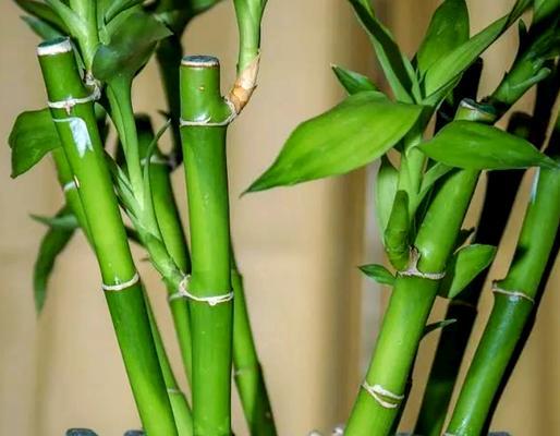 哪些绿植既镇宅又聚财？如何选择和养护这些绿植？