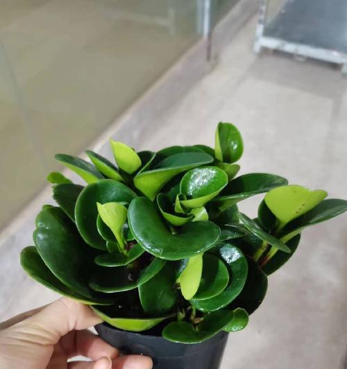 绿植碧玉如何养护？碧玉有什么作用？