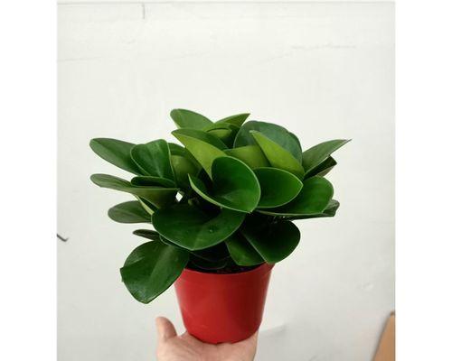 绿植碧玉如何养护？碧玉有什么作用？