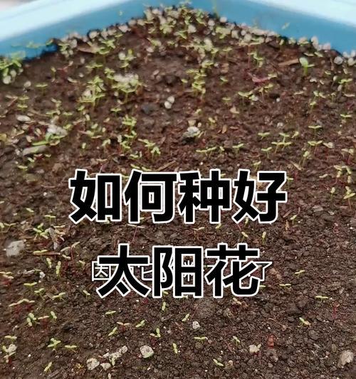 花草种植技术有哪些？如何轻松掌握？