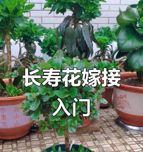 花草种植技术有哪些？如何轻松掌握？