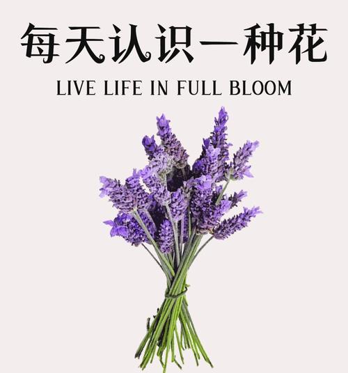 薰衣草是什么植物？它的特点和用途是什么？