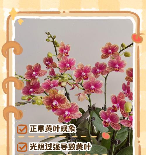 一叶兰叶子出现黄斑的原因是什么？
