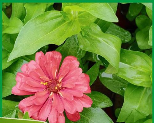 百日草是宿根植物吗？它的生长习性如何？