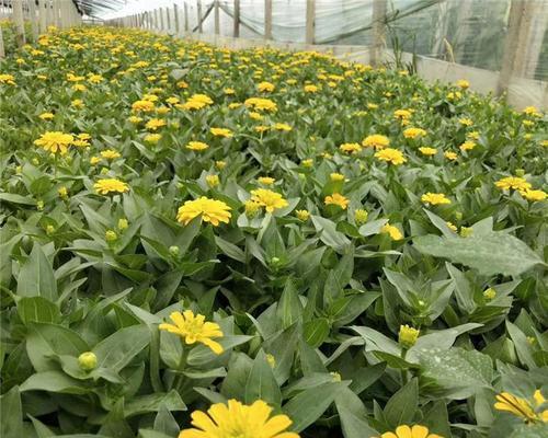 百日草是宿根植物吗？它的生长习性如何？