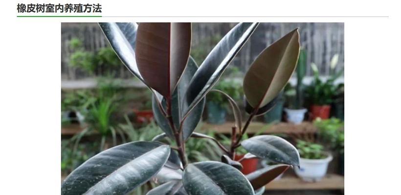 室内植物橡皮树如何养护？有哪些注意事项？