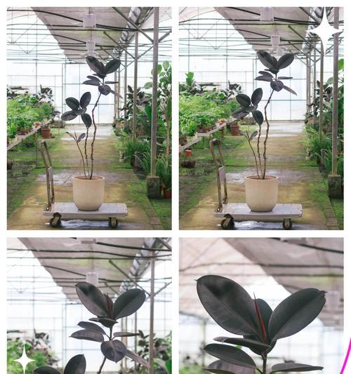 室内植物橡皮树如何养护？有哪些注意事项？