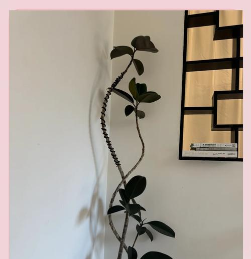 室内植物橡皮树如何养护？有哪些注意事项？