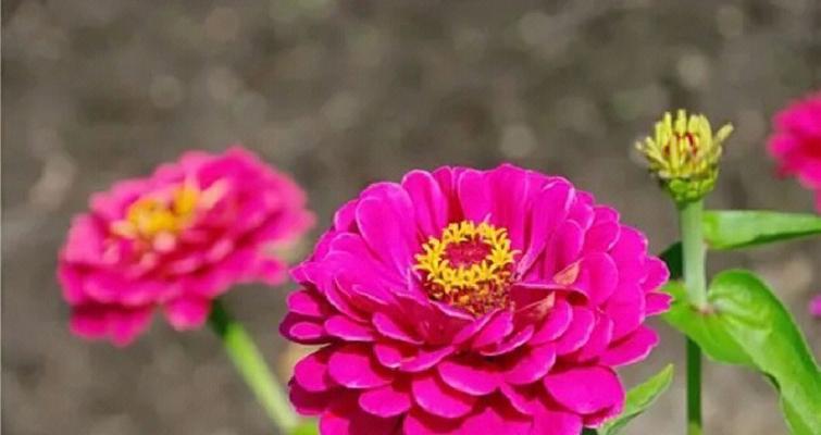 百日草的寓意和花语是什么？