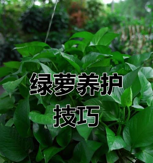如何调整绿萝的养护方法？有哪些技巧？