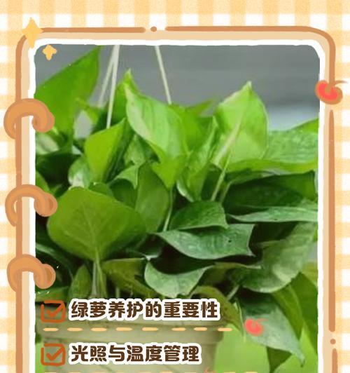 如何调整绿萝的养护方法？有哪些技巧？