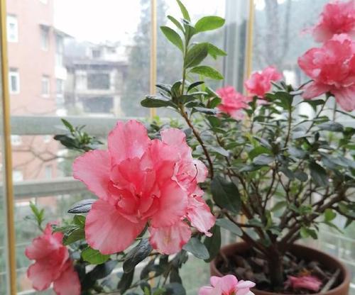 杜鹃花的养护方法有哪些？它代表了什么情感？