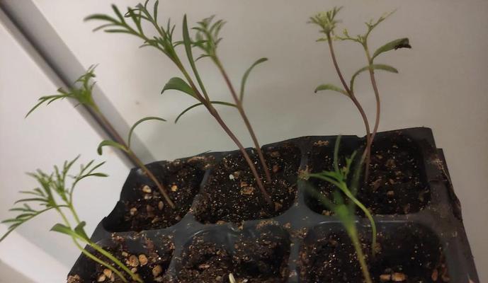 波斯菊在北方种植的最佳月份是什么时候？