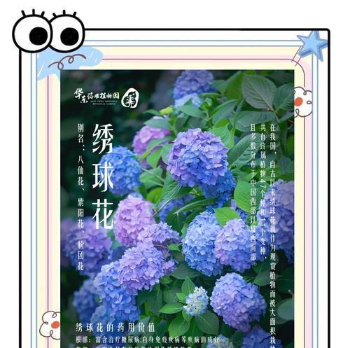 春天养绣球需要注意哪些问题？
