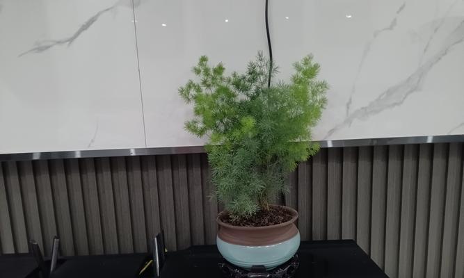 蓬莱松大株盆景如何鉴赏？它的艺术价值是什么？