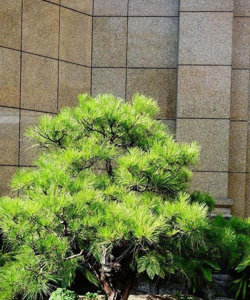 蓬莱松大株盆景如何鉴赏？它的艺术价值是什么？