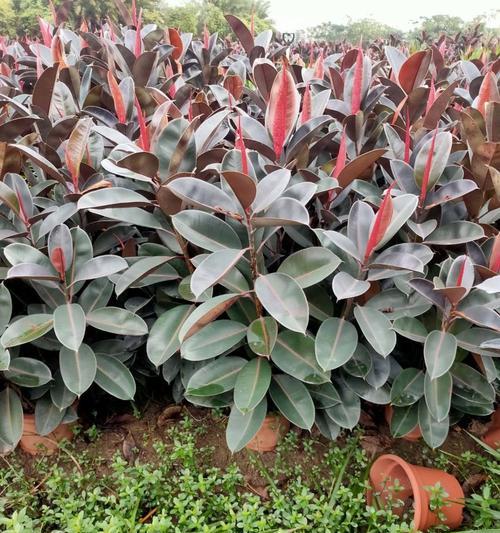 小盆栽室内观叶植物有哪些推荐？